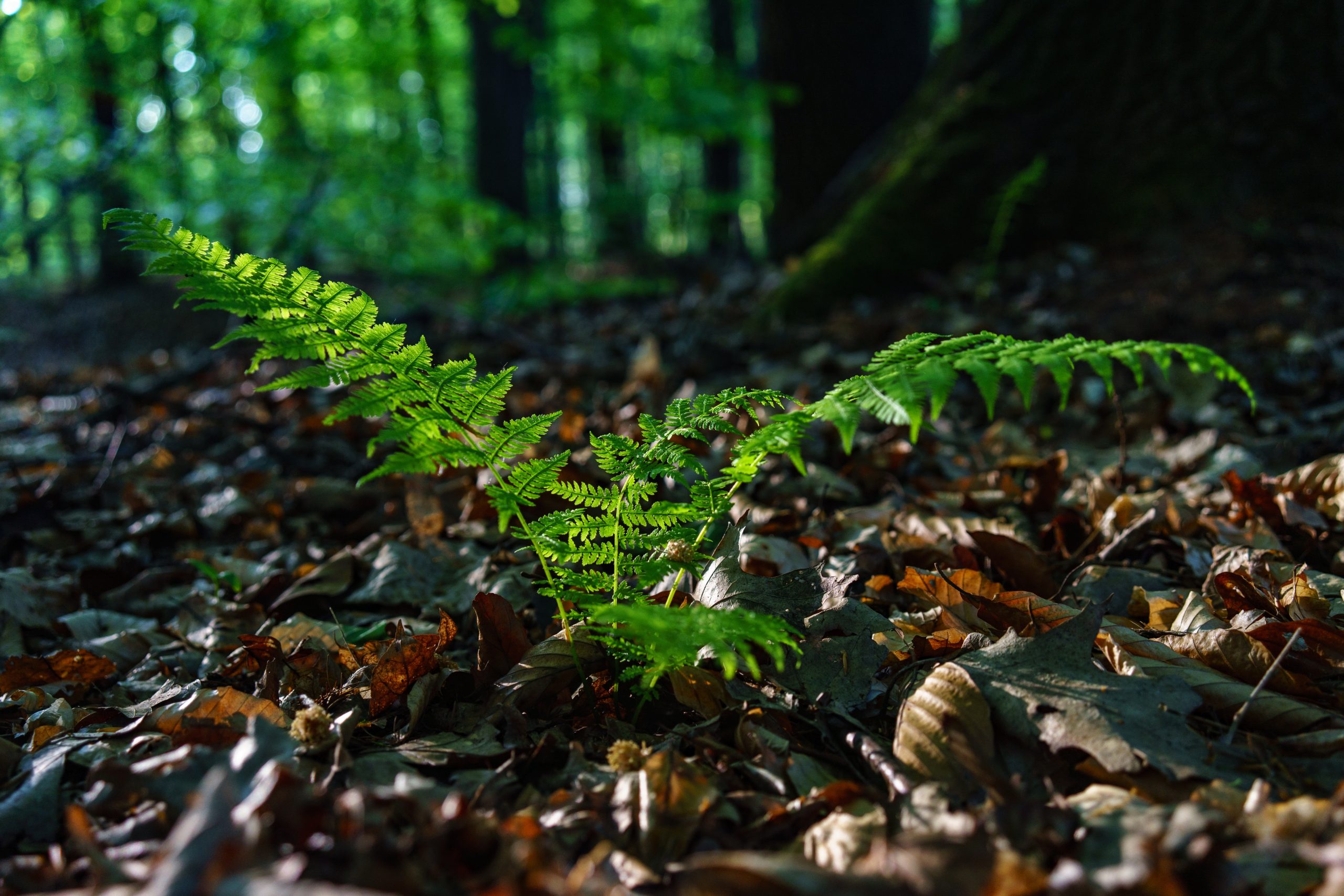 Selective focus shot of green common ostrich plant in a field full of dry leaves Helecho
